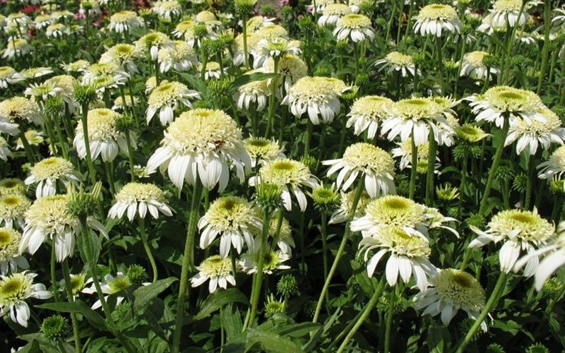 White Double Delight Echinacea - Coneflower - 12 Count Flat of Pint Pots - Echinacea - Coneflowers | ToGoGarden