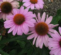 Prairie Splendor Echinacea - Coneflower