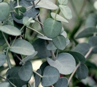 Silver Drop Eucalyptus