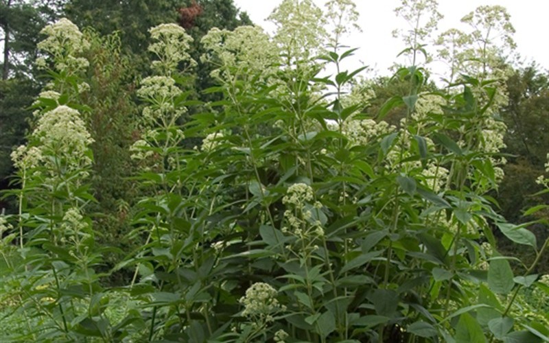 Bartered Bride Joe Pye Weed - 12 Count Flat of Pint Pots - Perennials for Attracting Butterflies | ToGoGarden