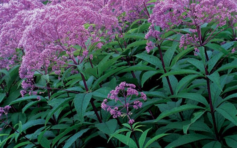 Gateway Joe Pye Weed - 1 Gallon - Perennials for Attracting Butterflies | ToGoGarden