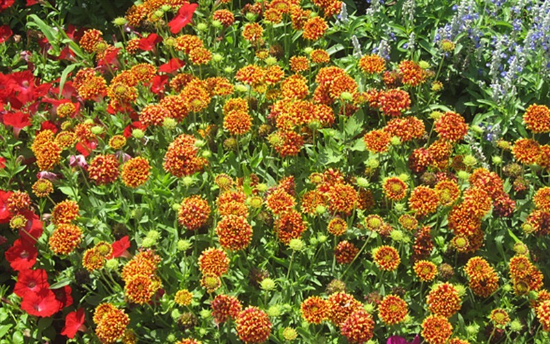 Peach Blanket Flower - 3 Count Flat of Pint Pots - Perennials for Spring Color | ToGoGarden
