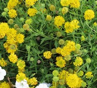 Asteraceae Gaillardia Gallo Yellow - Yellow Blanket Flower Asteraceae Gaillardia Gallo Yellow - Yellow Blanket Flower