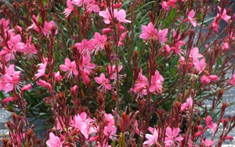 Belleza Dark Pink Gaura - 1 Gallon - Perennials for Summer Color | ToGoGarden