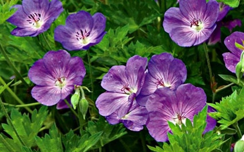 Rozanne Cranesbill - 1 Gallon - Perennials for Spring Color | ToGoGarden