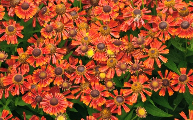Salsa Helen's Flower - 1 Gallon - Perennials for Summer Color | ToGoGarden