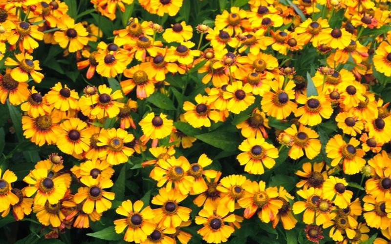 Siesta Helen's Flower - 12 Count Flat of Pint Pots - Perennials for Summer Color | ToGoGarden