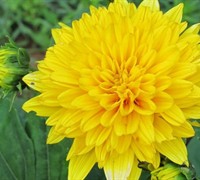 Sunshine Daydream Swamp Sunflower