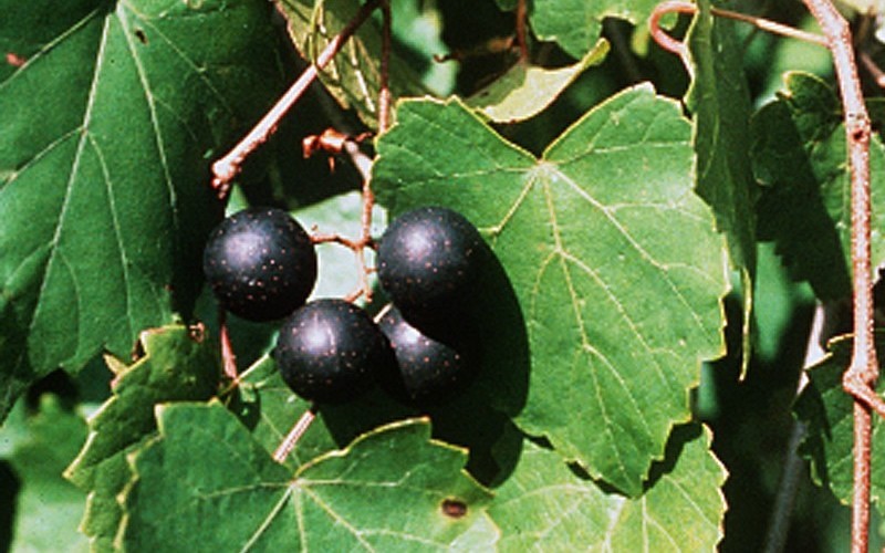 Black Fry Muscadine - Vitis rotundifolia 'Black Fry' Photo 1