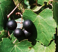 Black Fry Muscadine - Vitis rotundifolia 'Black Fry'