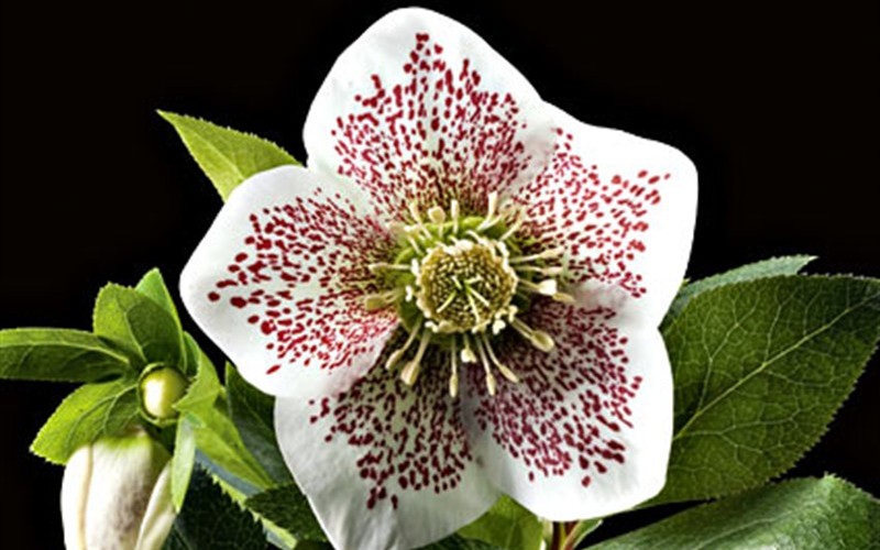 Conny Helleborus - Lenten Rose - 1 Gallon - Perennials for Winter Color | ToGoGarden