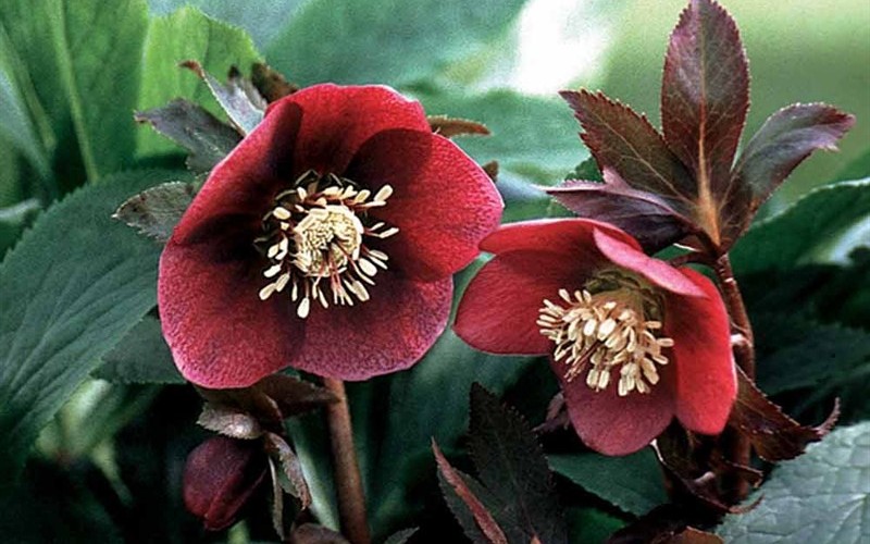 Rachel Helleborus - Lenten Rose - 1 Gallon - Perennials for Winter Color | ToGoGarden