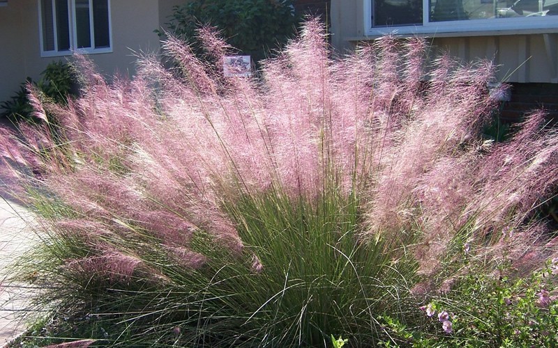 Pink Muhly Grass Photo 5