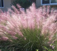 Pink Muhly Grass