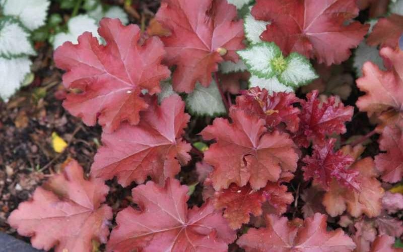 Mahogany Heuchera - Coral Bells - 12 Count Flat of Pint Pots - Perennials for Spring Color | ToGoGarden