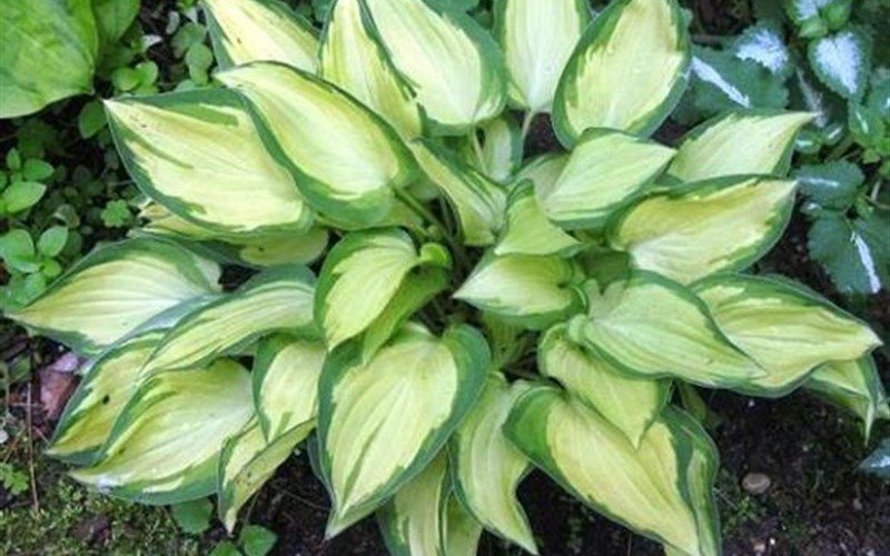 Island Charm Hosta Lily - 1 Gallon - Perennials for Spring Color | ToGoGarden