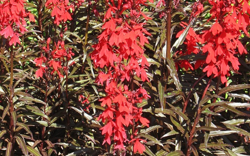 Queen Victoria Cardinal Flower Photo 1