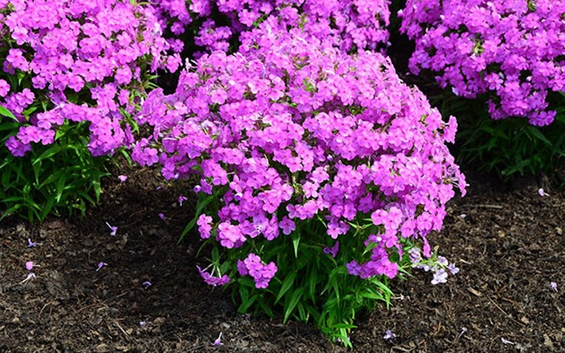 Forever Pink Phlox Photo 1