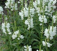 Miss Manners Physostegia - Obedient Plant 