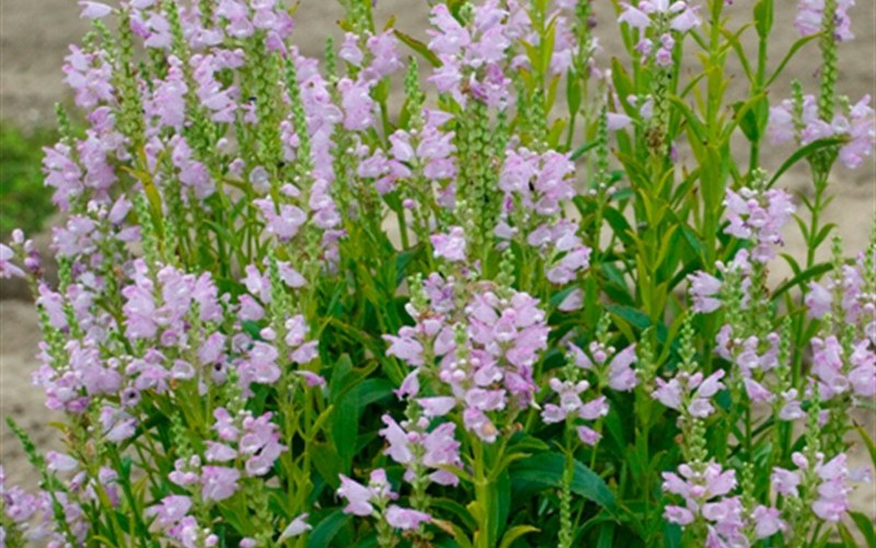 Pink Manners Physostegia - Obedient Plant Photo 1