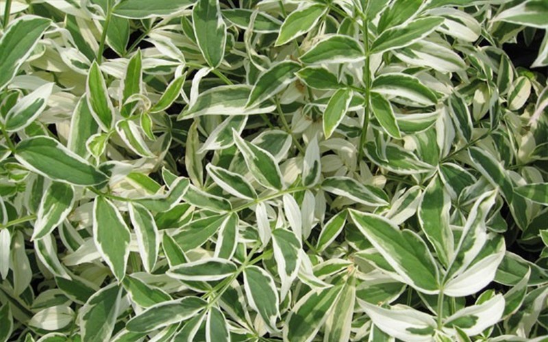 Touch of Class Variegated Polemonium - Jacobs Ladder  Photo 1