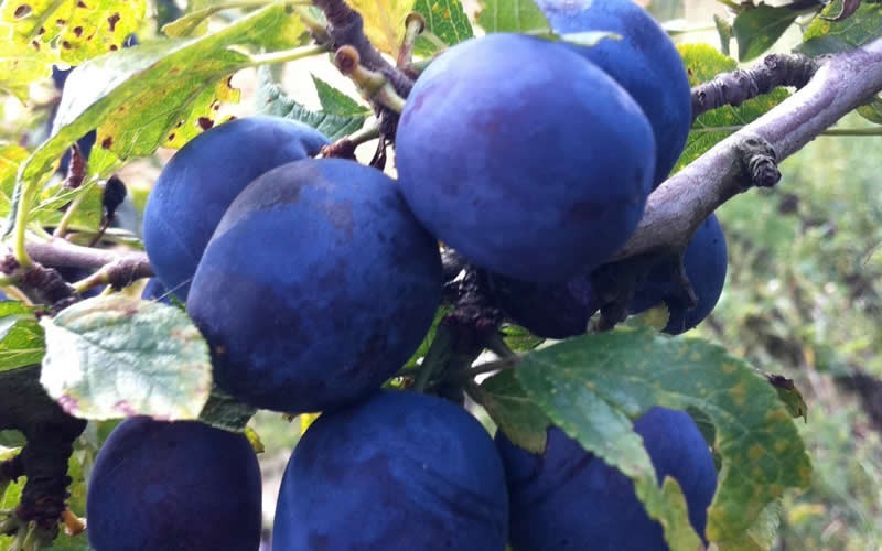 Blue Damson Plum - Prunus domestica 'Blue Damson' Photo 1