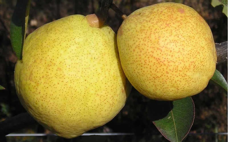 Kieffer Pear  - 5 Gallon - Fruit Plants | ToGoGarden