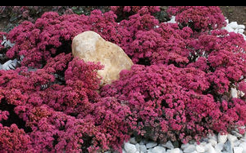Sunsparkler Dazzleberry Stonecrop Sedum Photo 1