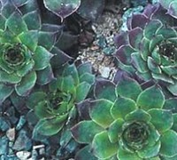 Carmen Hen and Chicks