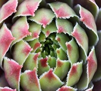 Kalinda Hen and Chicks