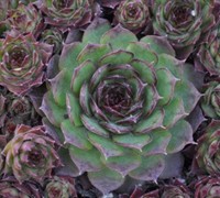 Silverine Hen and Chicks