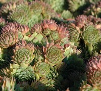 Sunset Hen and Chicks