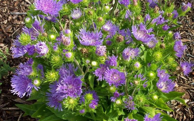 Peachie's Pick Stokes Aster - 1 Gallon - Perennials for Summer Color | ToGoGarden