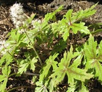 Pacific Crest Tiarella - Foam Flower