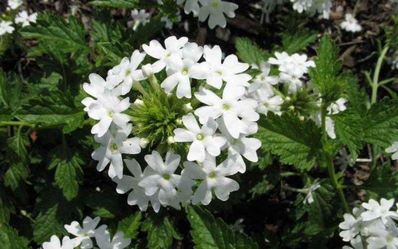 Snow Flurry Hardy Verbena - 3 Count Flat of Pint Pots - Verbena - Perennial | ToGoGarden