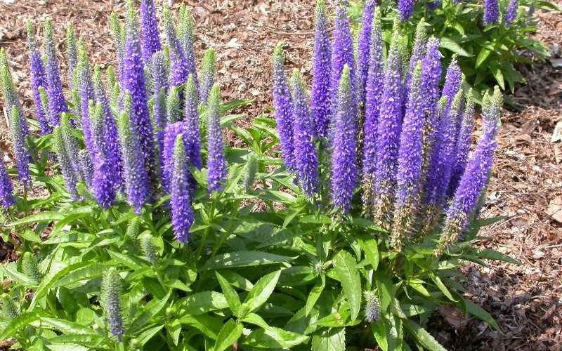 First Glory Veronica - Spiked Speedwell - 12 Count Flat of Pint Pots - Veronica - Upright | ToGoGarden