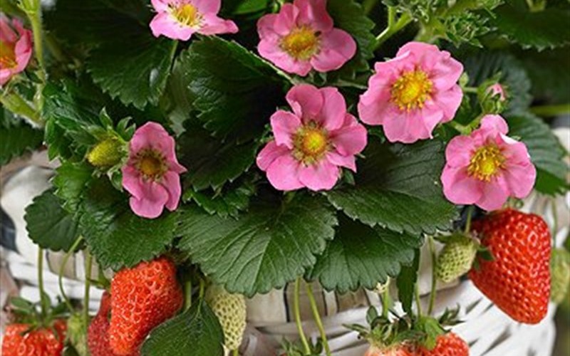 Gasana Ornamental and Edible Strawberry - Fragaria - 12 Count Flat of Pint Pots - Strawberry Plants | ToGoGarden