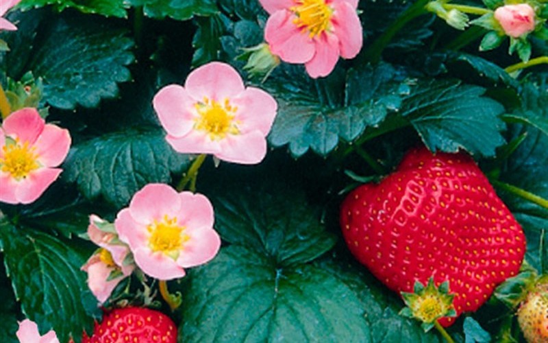 Pikan Ornamental and Edible Strawberry - Fragaria - 12 Count Flat of Pint Pots - Strawberry Plants | ToGoGarden