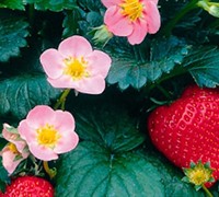 Pikan Ornamental and Edible Strawberry - Fragaria