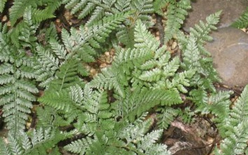 White Paw Rabbit Foot Fern - Humata - 12 Count Flat of Pint Pots - Shade Loving Perennials | ToGoGarden