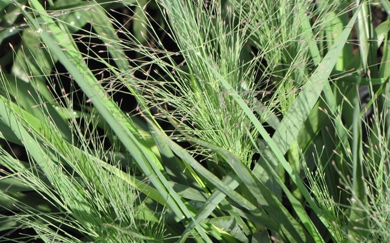 Tallahassee Sunset Elliot's Lovegrass - Eragrostis  - 12 Count Flat of Pint Pots - Perennial Grasses | ToGoGarden