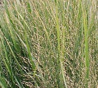 Northwinds Switchgrass - Panicum virgatum 'Northwinds'