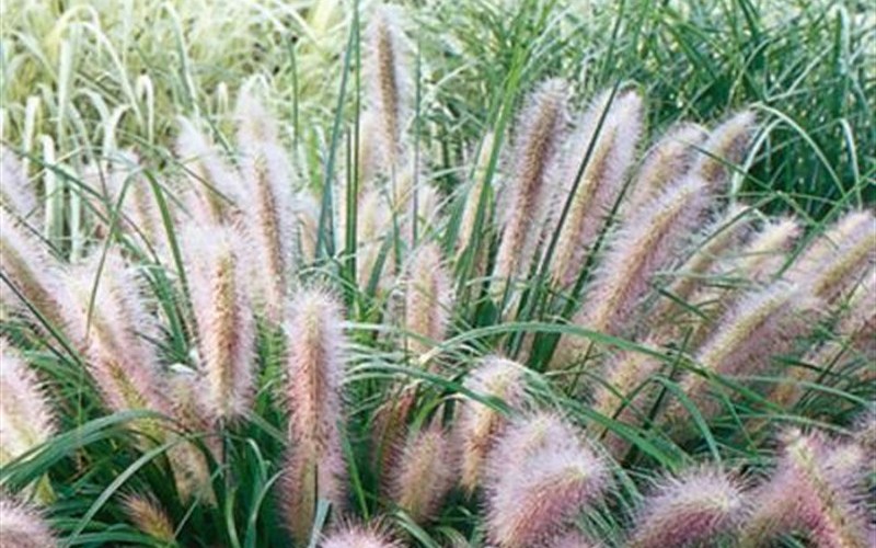 Redhead Fountain Grass - Pennisetum  - 12 Count Flat of Pint Pots - Perennial Grasses | ToGoGarden
