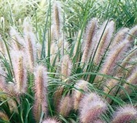 Redhead Fountain Grass - Pennisetum 