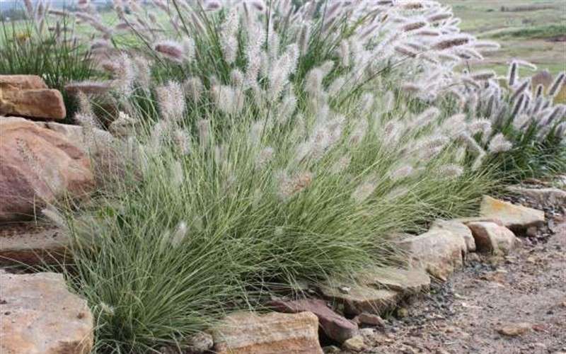 Penn Stripe Fountain Grass - Pennisetum - 1 Gallon - Perennial Grasses | ToGoGarden