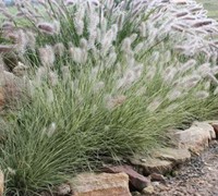 Penn Stripe Fountain Grass - Pennisetum