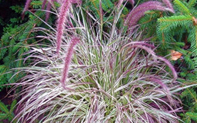 Cherry Sparkler Fountain Grass - Pennisetum Photo 1