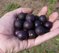 Southland Muscadine