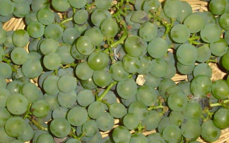 Niagra Grape Photo 1