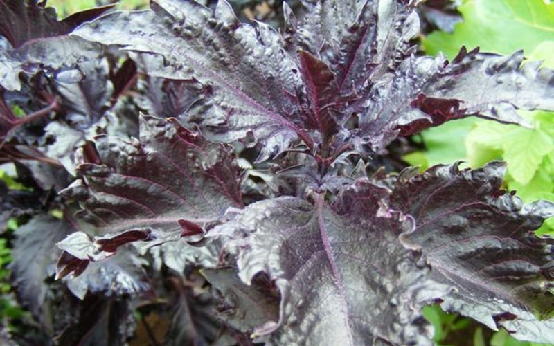 Purple Ruffle Basil - Ocinum - 12 Count Flat of Pint Pots - Basil | ToGoGarden